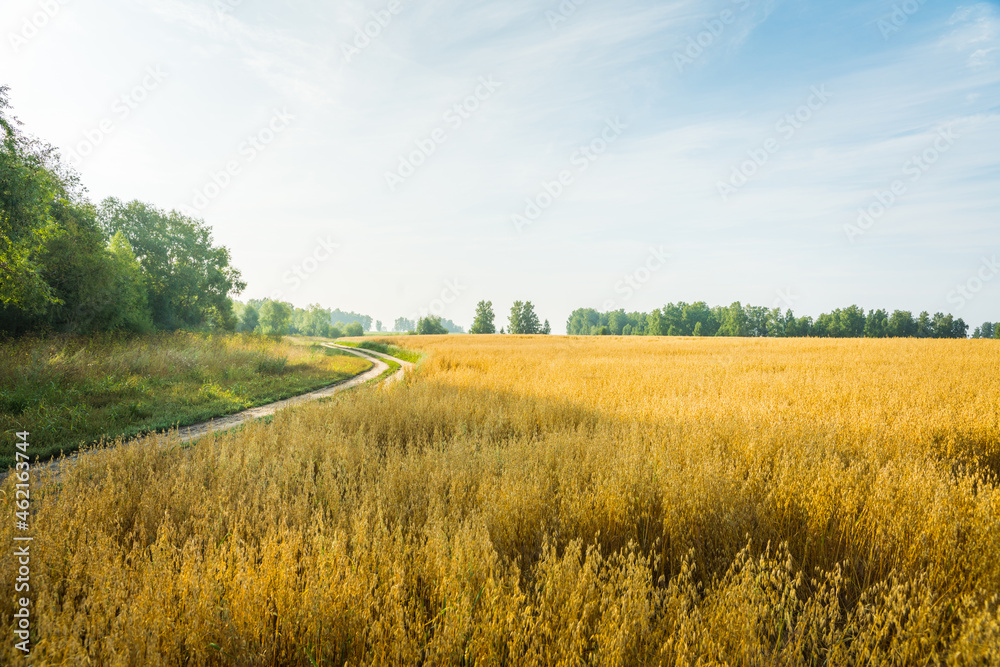 Fototapeta premium Ripe golden oats spikelets on the field. Selective focus. Shallow depth of field.