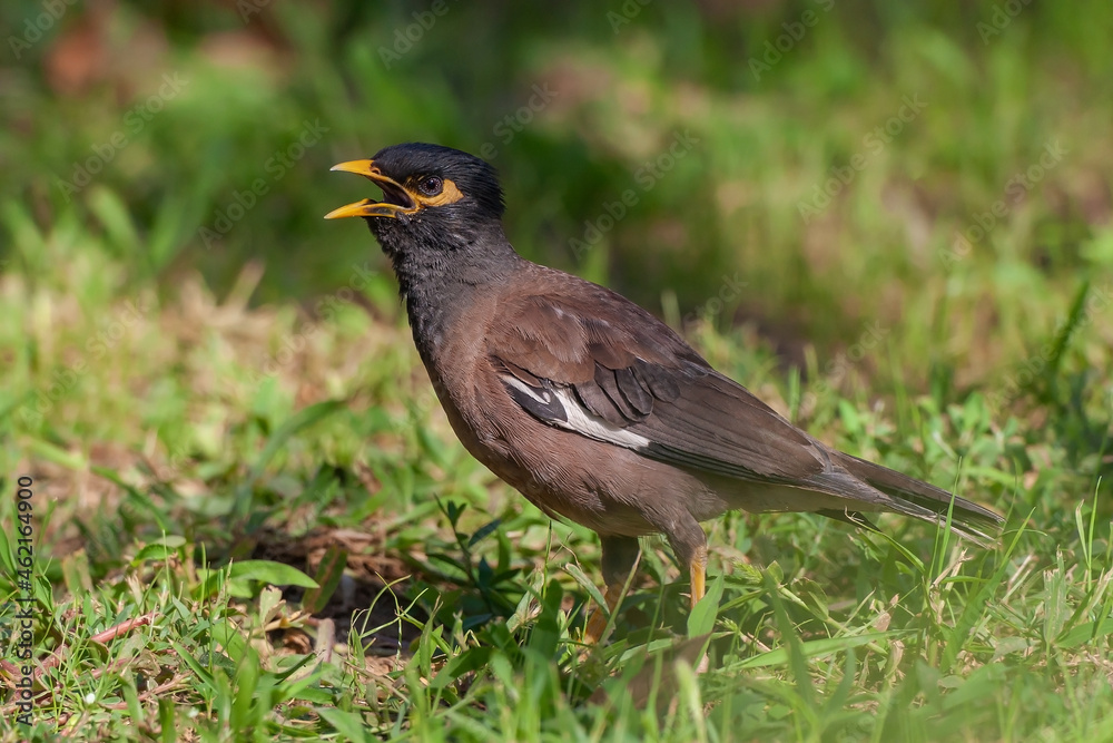 Common Myna (Acridotheres tristis) perched on grass Common Myna (Acridotheres tristis) perched on grass