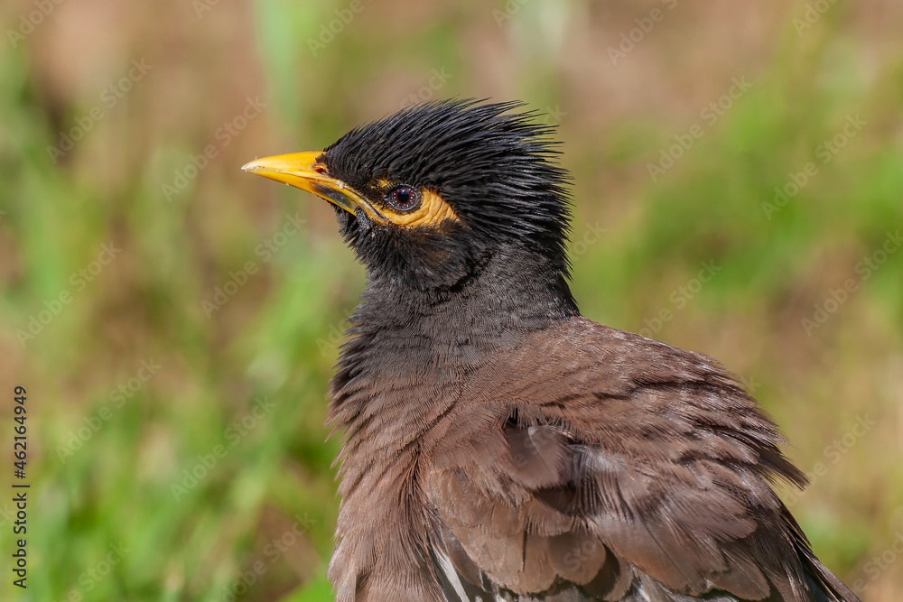 Side profile portrait view of Common Myna (Acridotheres tristis) Side profile portrait view of Common Myna (Acridotheres tristis)