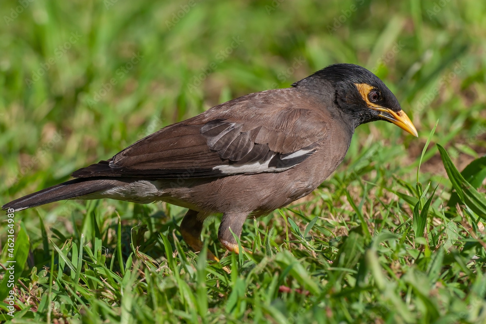 Fototapeta premium Common Myna (Acridotheres tristis) perched on grass