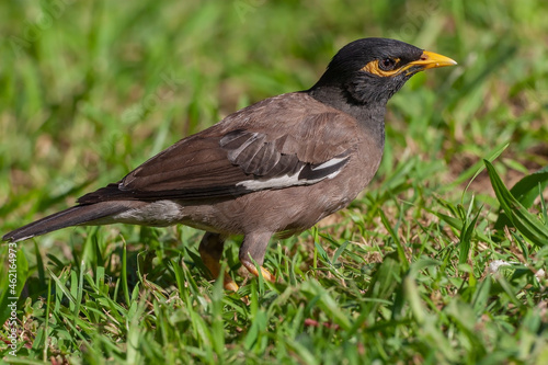 Common Myna (Acridotheres tristis) perched on grass