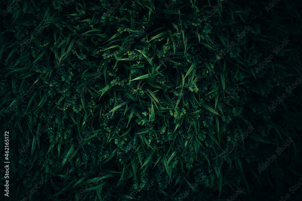 Green grass close up background. Dark green. Green grass close up background. Dark green.