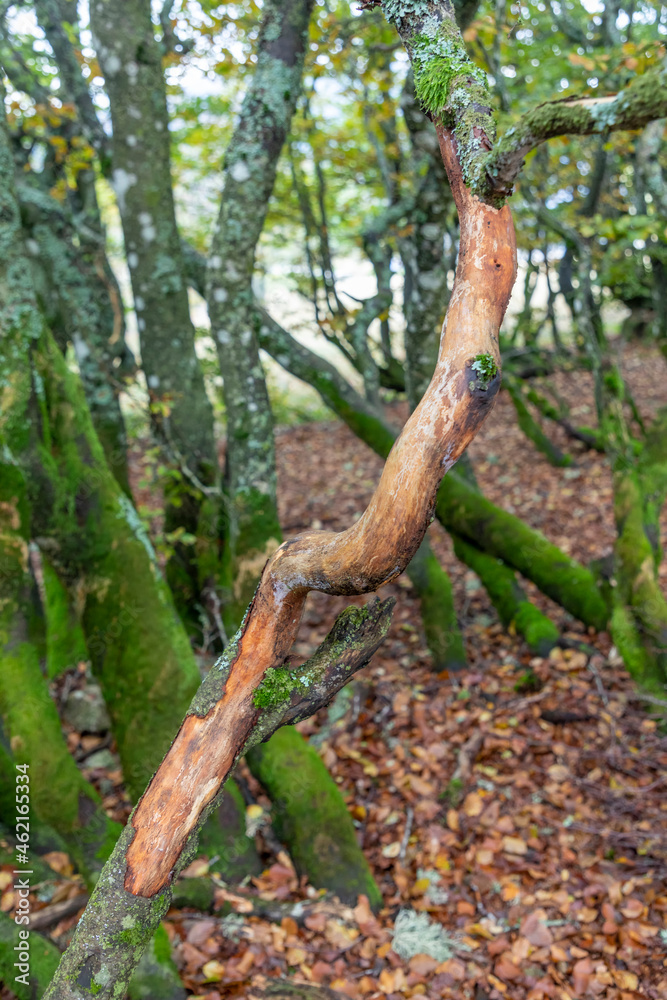 detail of scenic old alder forest at Stosswihr, Alsace