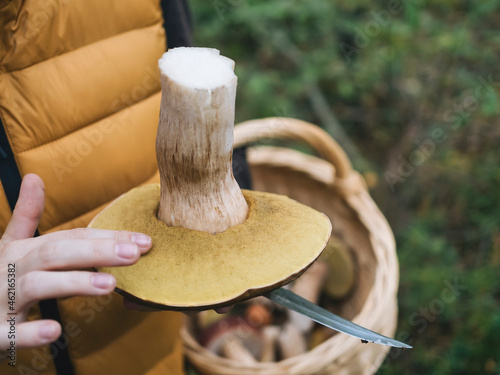 Woman touching king bolete mushroom in forest photo