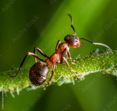 ant taking care of aphids detail © Petr