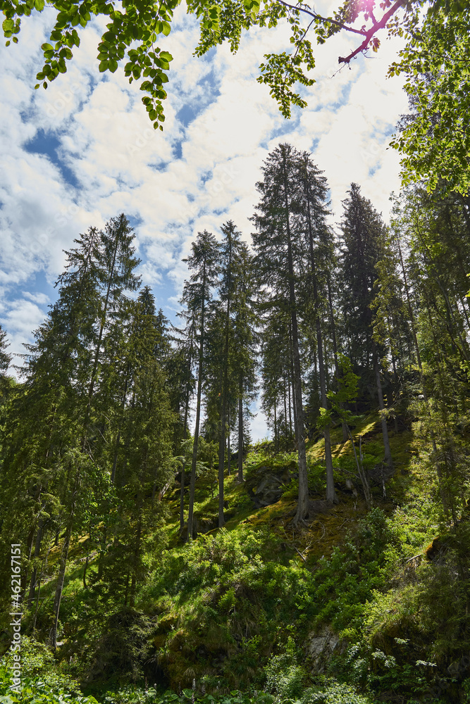 A view from the forest with grass moss fir trees blue sky clouds over the trees in Retezat mountain A view from the forest with grass moss fir trees blue sky clouds over the trees in Retezat mountain