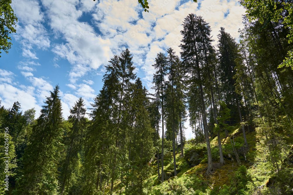 A view from the forest with grass moss fir trees blue sky clouds over the trees in Retezat mountain A view from the forest with grass moss fir trees blue sky clouds over the trees in Retezat mountain