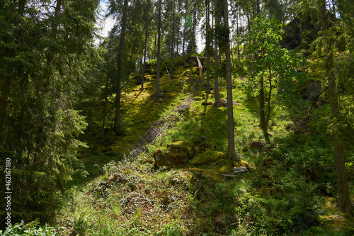 A view from the forest with grass moss fir trees blue sky clouds over the trees in Retezat mountain