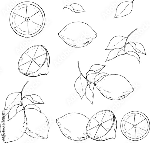 レモンの線画