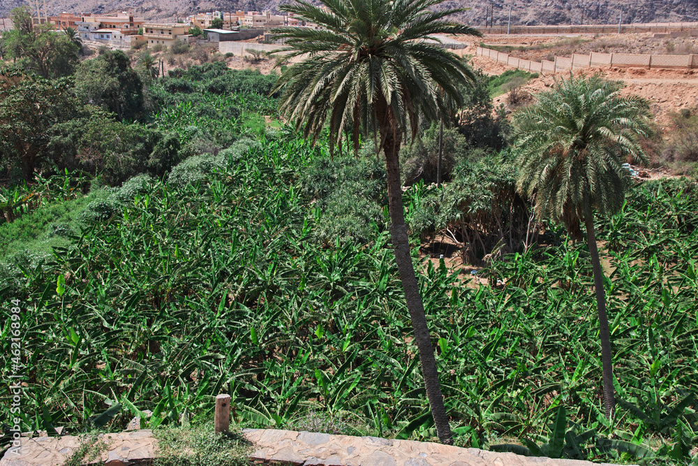 Fototapeta premium The historic village Al Ain, Saudi Arabia