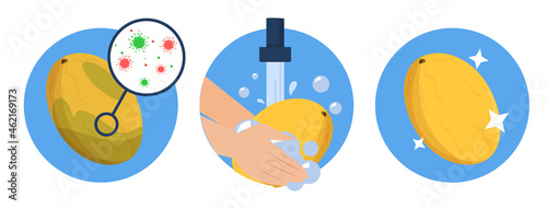 Washing melon concept vector isolated. Dirty fruit full of bacteria before and clean product after washing in the water. Hands wash melon with soap.
