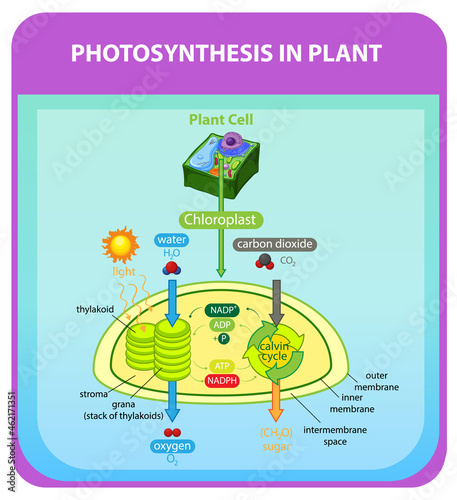 Diagram showing process of photosynthesis in plant
