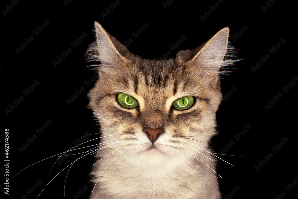portrait of a cat with green eyes and damaged mustache on a dark background