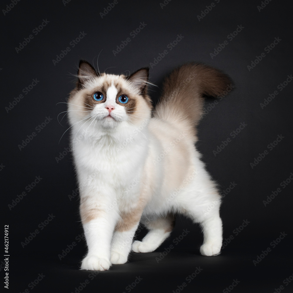 Cute seal bicolor Ragdoll cat kitten, walking towards camera with tail up. Looking to lens with mesmerizing blue eyes. Isolated on a black background.