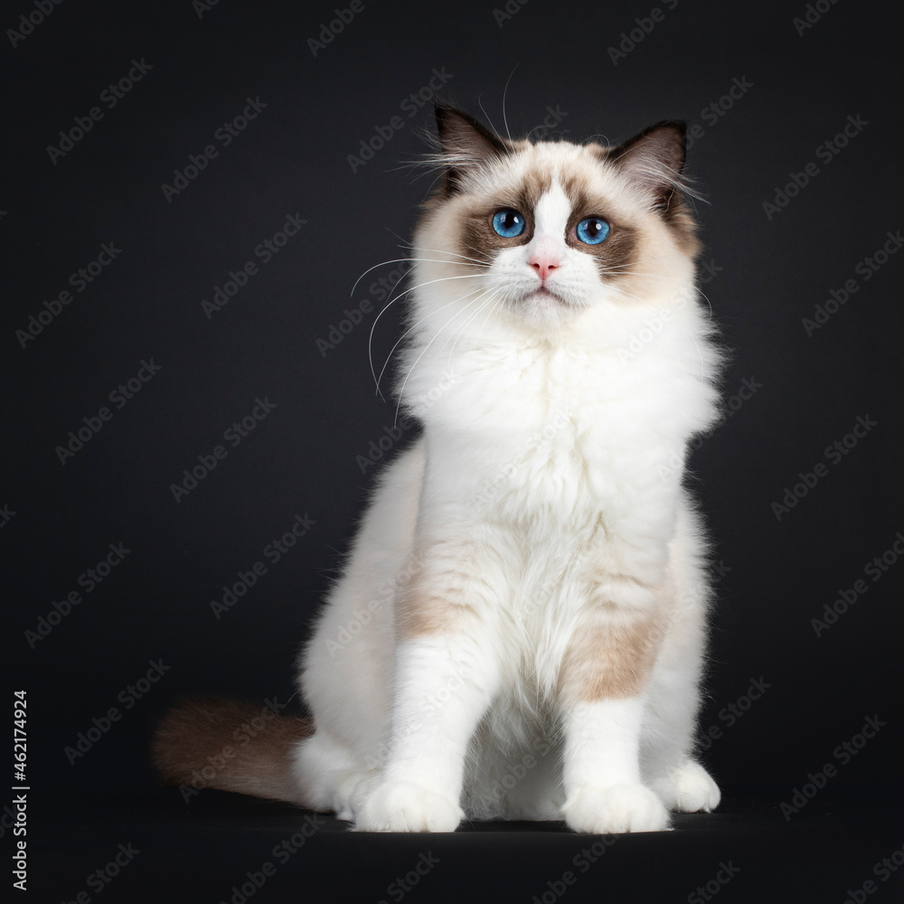 Cute seal bicolor Ragdoll cat kitten, sitting up facing front. Looking beside camera with mesmerizing blue eyes. Isolated on a black background.