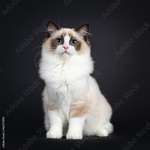 Cute seal bicolor Ragdoll cat kitten, sitting up facing front. Looking to lens with mesmerizing blue eyes. Isolated on a black background.