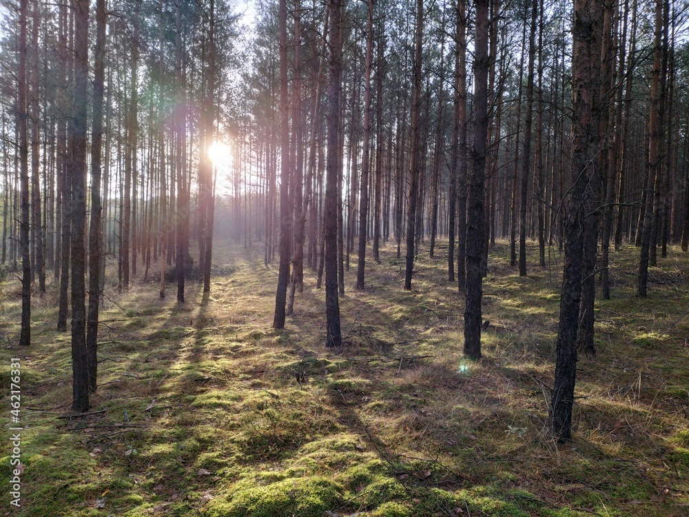słońce w lesie