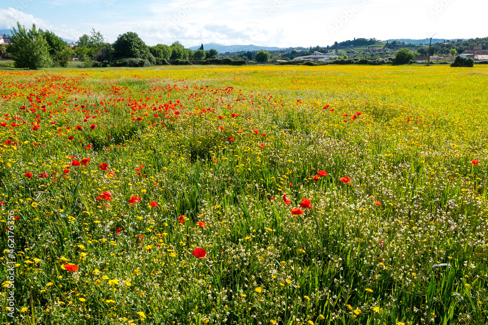 A meadow full of pretty red poppies and lovely yellow daisies during spring A meadow full of pretty red poppies and lovely yellow daisies during spring