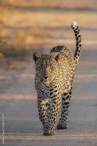Leopard 
