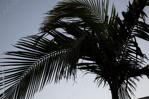 Palm Leaves © Kyle
