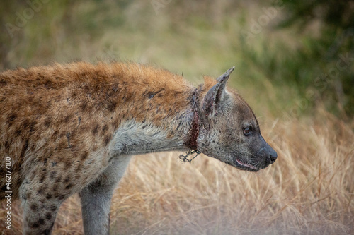 Hyena
