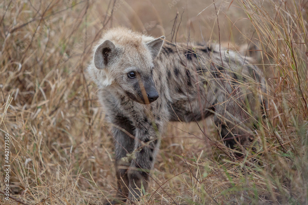 Hyena Hyena