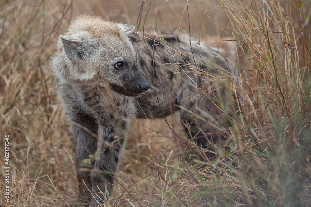 Hyena Hyena
