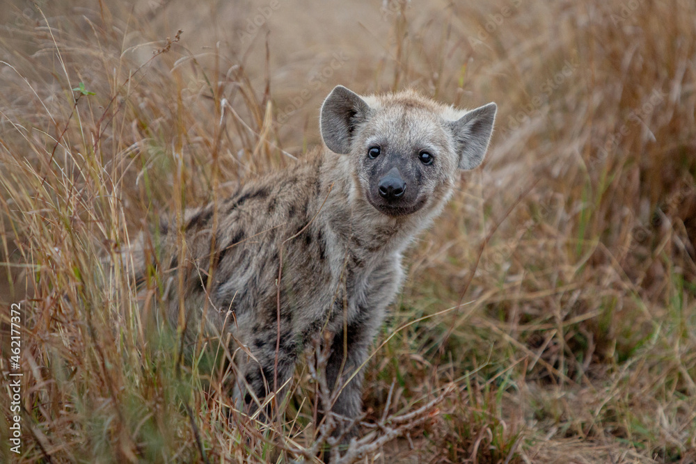 Hyena Hyena