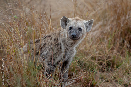 Hyena