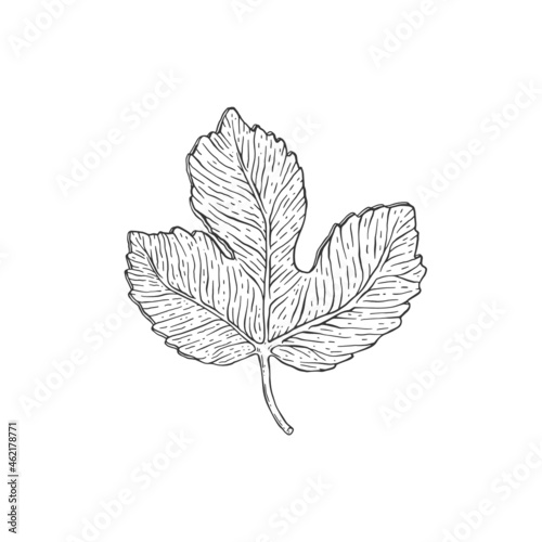 Single leaf of fig tree in hand drawn etched style vector illustration isolated.