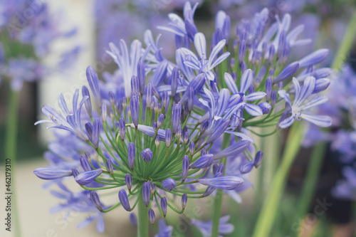 Agapanthus  beautiful blue flower close up. Natural background. Flowers background. Beautiful neutral colors