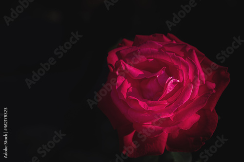 macro photo of a red rose on a dark background