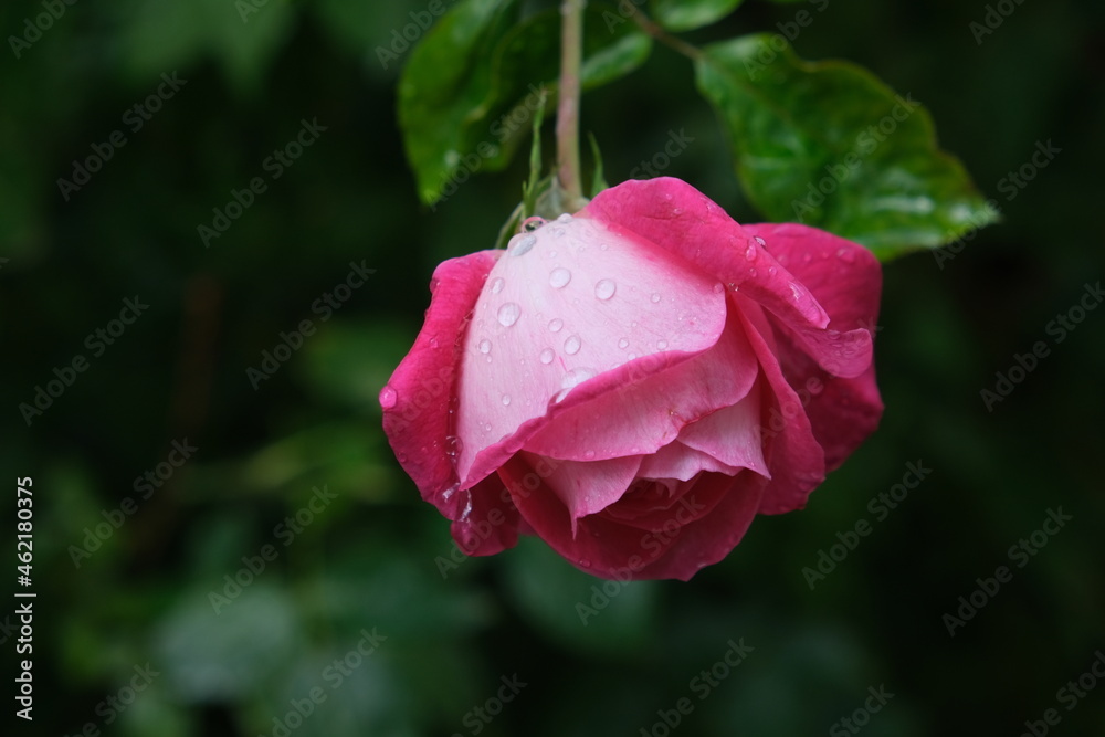 pink rose