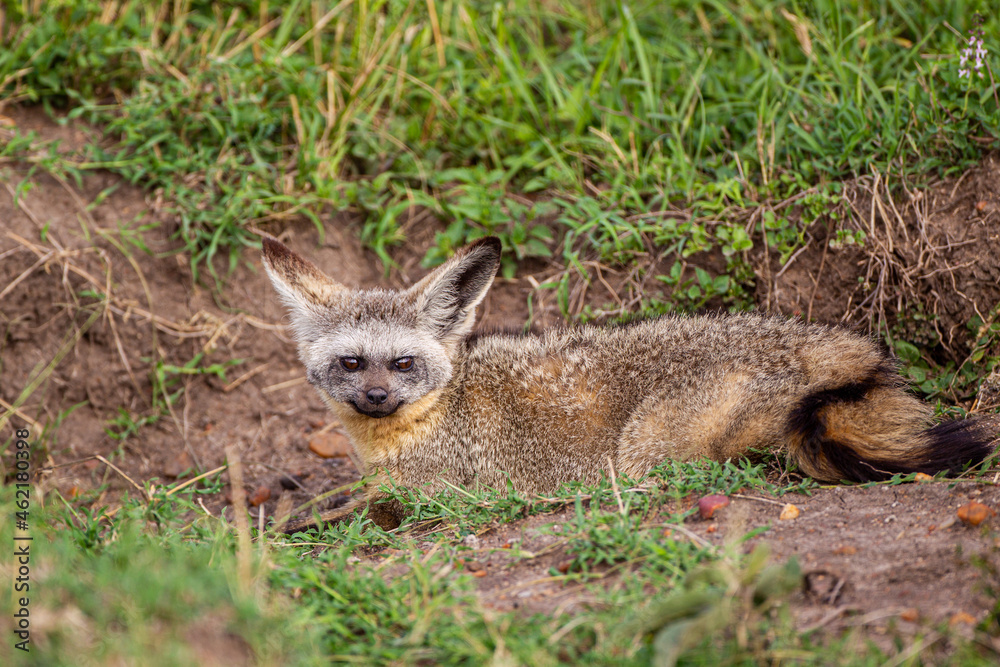 Bat-eared Fox resting at the mouth of its den in the Masai Mara, Kenya Bat-eared Fox resting at the mouth of its den in the Masai Mara, Kenya