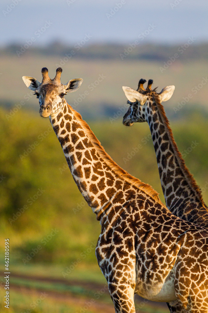 Masai Giraffe walking in the early morning in the Masai Mara Masai Giraffe walking in the early morning in the Masai Mara