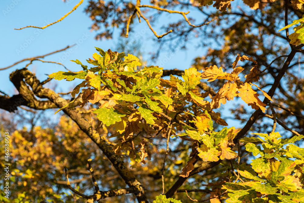 Yellow and green oak leaves on a branch in autumn. Blurred background, blue sky Yellow and green oak leaves on a branch in autumn. Blurred background, blue sky