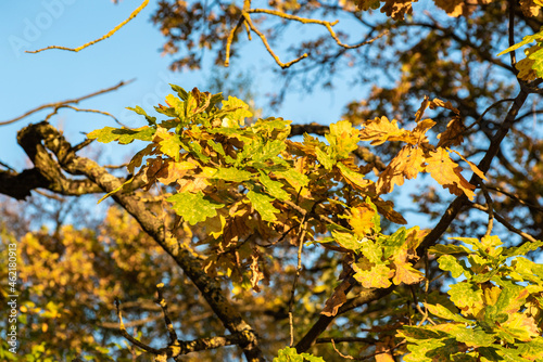 Yellow and green oak leaves on a branch in autumn. Blurred background, blue sky