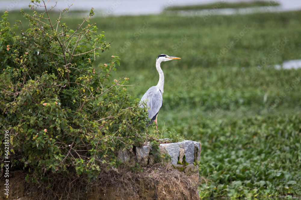 Heron Heron