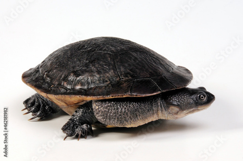 McCords Schlangenhalsschildkröte // Roti Island snake-necked turtle (Chelodina mccordi)