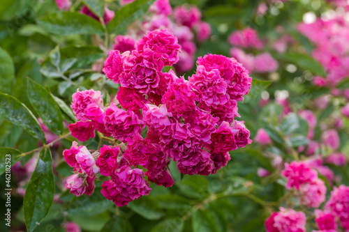 Bush of garden rose with numerous pink flowers, selective focus