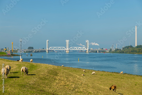 the new botlek bridge near rotterdam photo