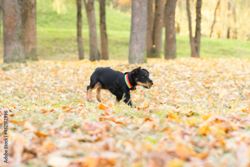 jagdterrier running in autumn park photo