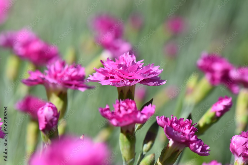 pink cosmos flower