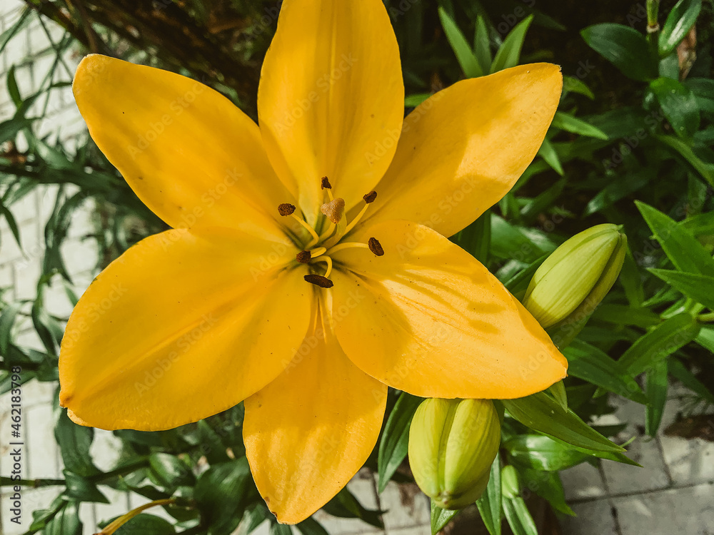 a beautiful yellow lily, a flower lies on a table, in the summer a flower called lily a beautiful yellow lily, a flower lies on a table, in the summer a flower called lily