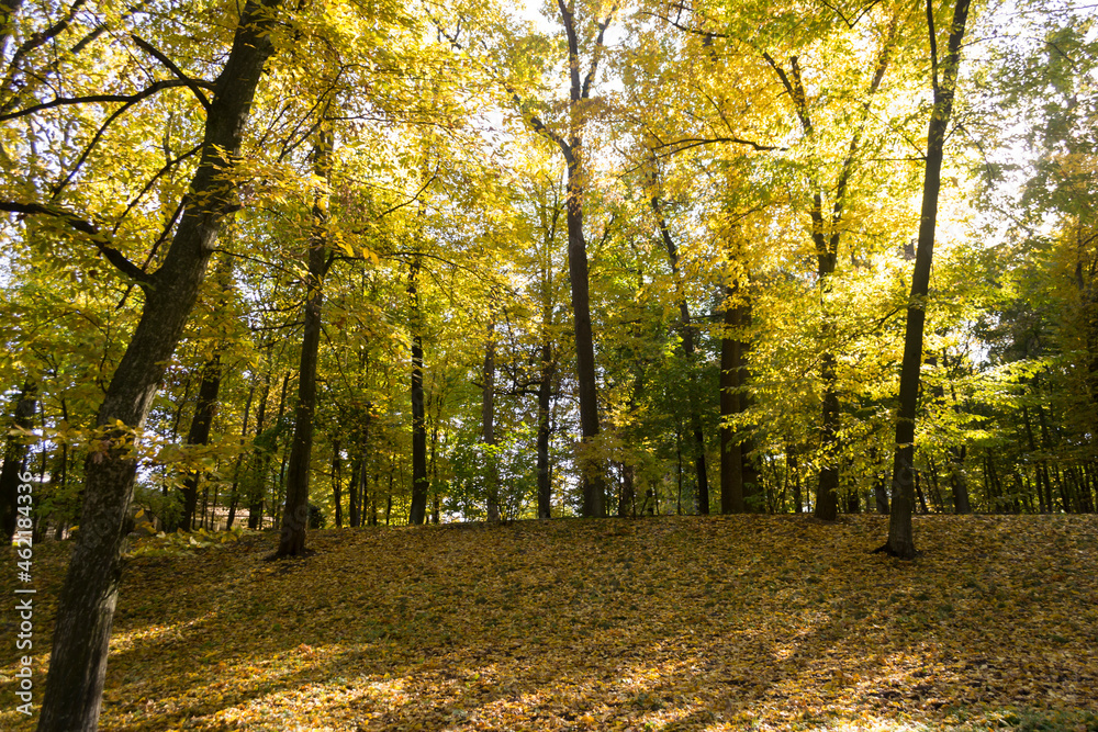 Autumn park. Yellow foliage. Beautiful and peaceful place. Autumn landscape.