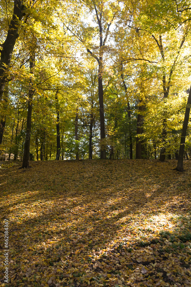 Autumn park. Yellow foliage. Beautiful and peaceful place. Autumn landscape. Autumn park. Yellow foliage. Beautiful and peaceful place. Autumn landscape.