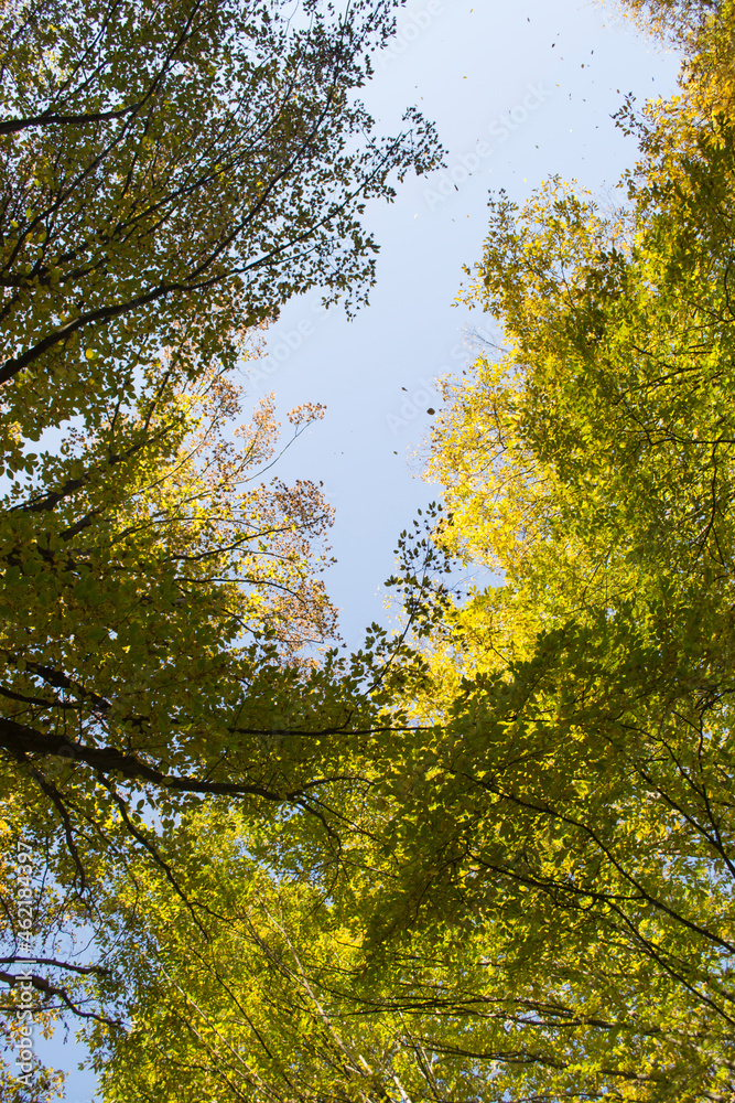 Fototapeta premium The golden branches of autumn trees reach up to the sky