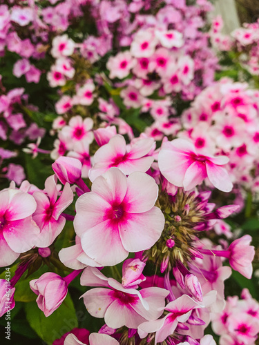 Bright pink petunias grow tightly against each other. Natural background  top view.
