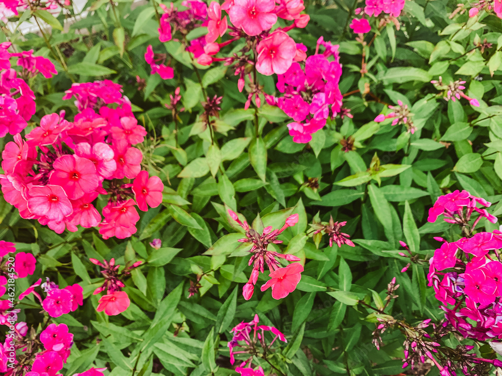 Paphos Cyprus August 2018: Bright pink petunia flowers growing in the garden.
