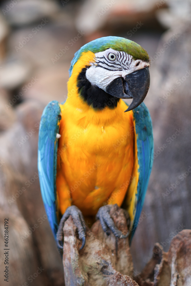 Macaw parrot standing on a rock and looking at camera Macaw parrot standing on a rock and looking at camera